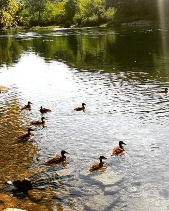 Flora&Fauna Bihać Екстериор снимка